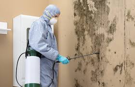 Best Black Mold Removal  in Haysville, KS